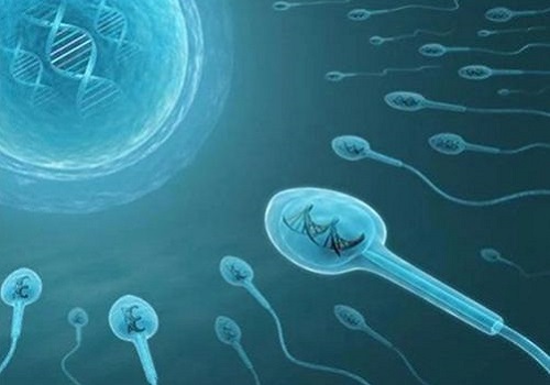 高质量的精子是生命起源的基础
