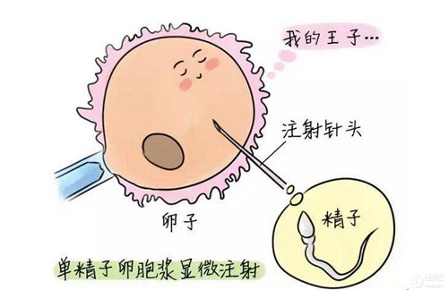 高龄三代试管婴儿成功率高吗？哪个年龄段更高？